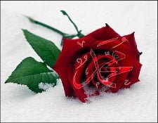 Muhammad est le nectar cacheté. Muhammad est le nectar cacheté.